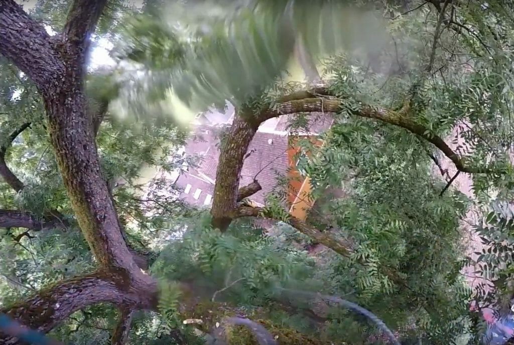 Tree Removal video by Pacific Arboriculture in Seattle