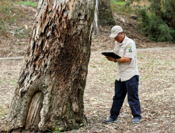 Professional arborist stands next to tree to make arborist report - certified arborist near you