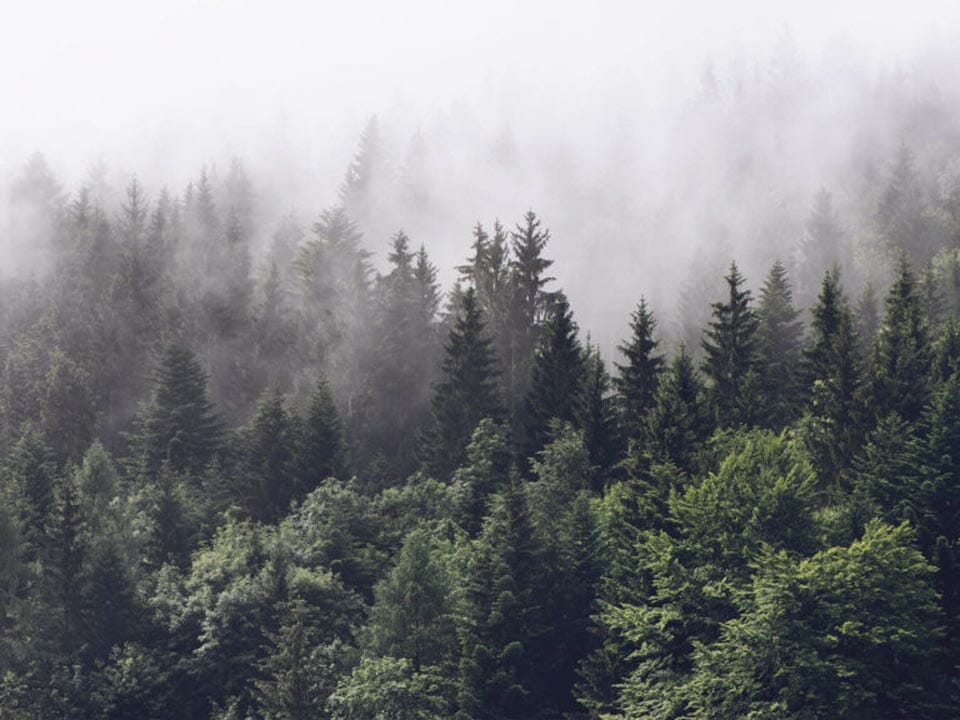 Green forest with fog