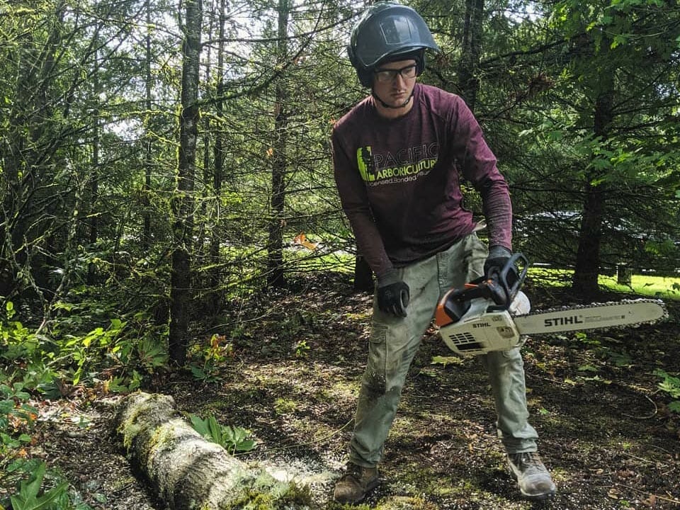 Professional Seattle Arborist cuts down tree with chainsaw