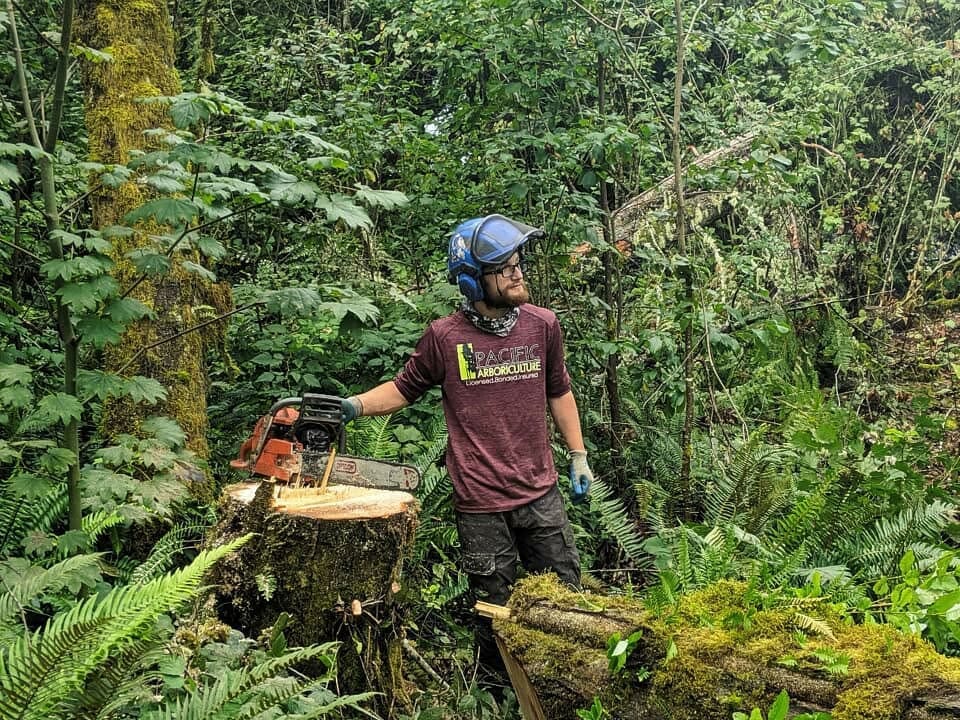 Arborist uses chainsaw to cut down and remove tree