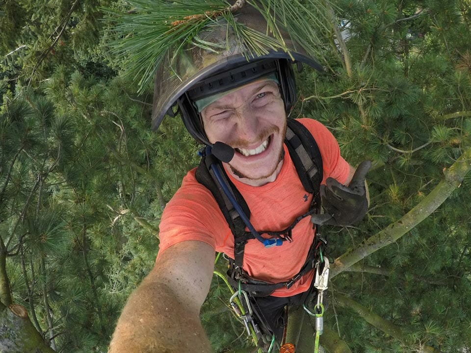 Ryan Seeley from Pacific Arboriculture in a tree with safety equipment