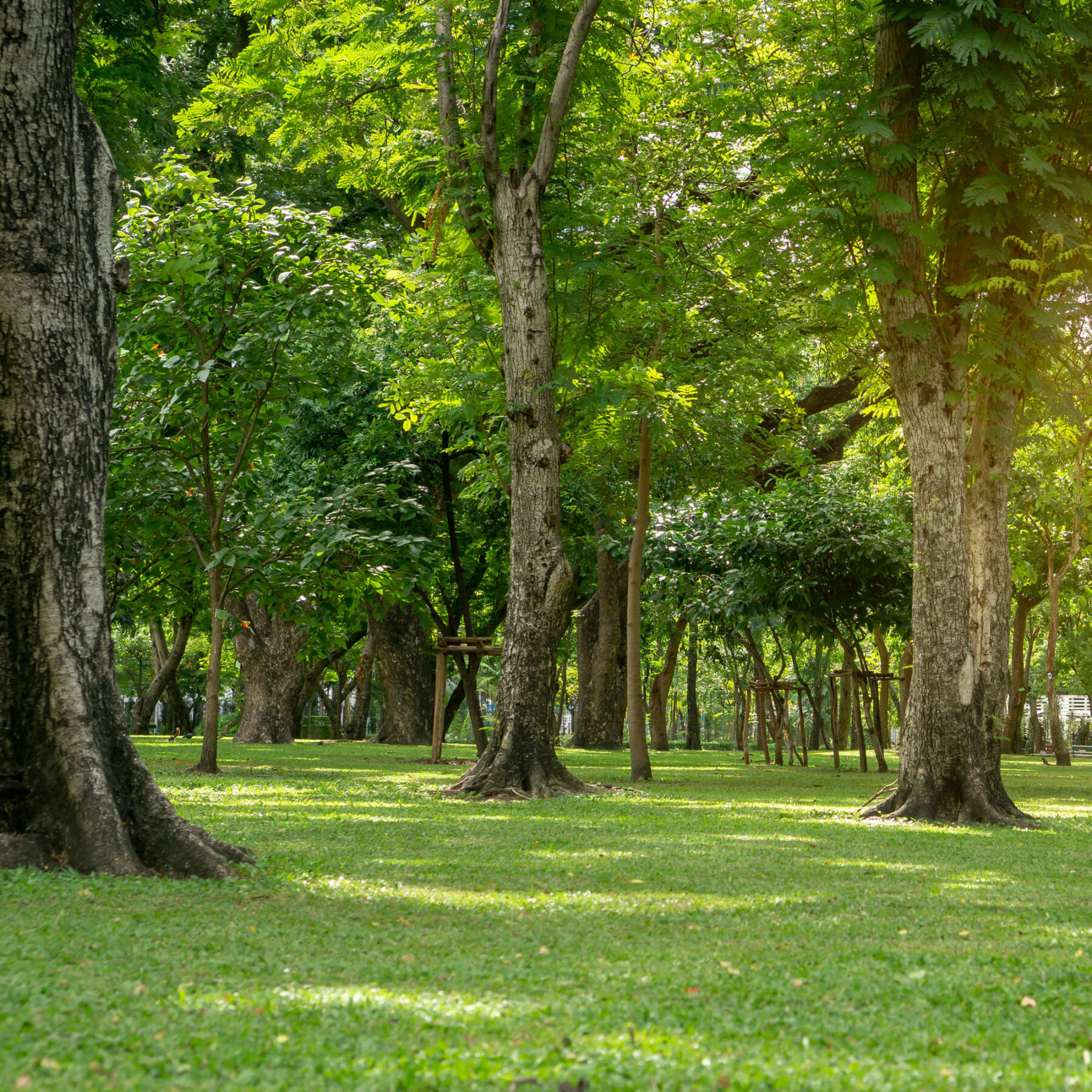 Trees stand in a forest