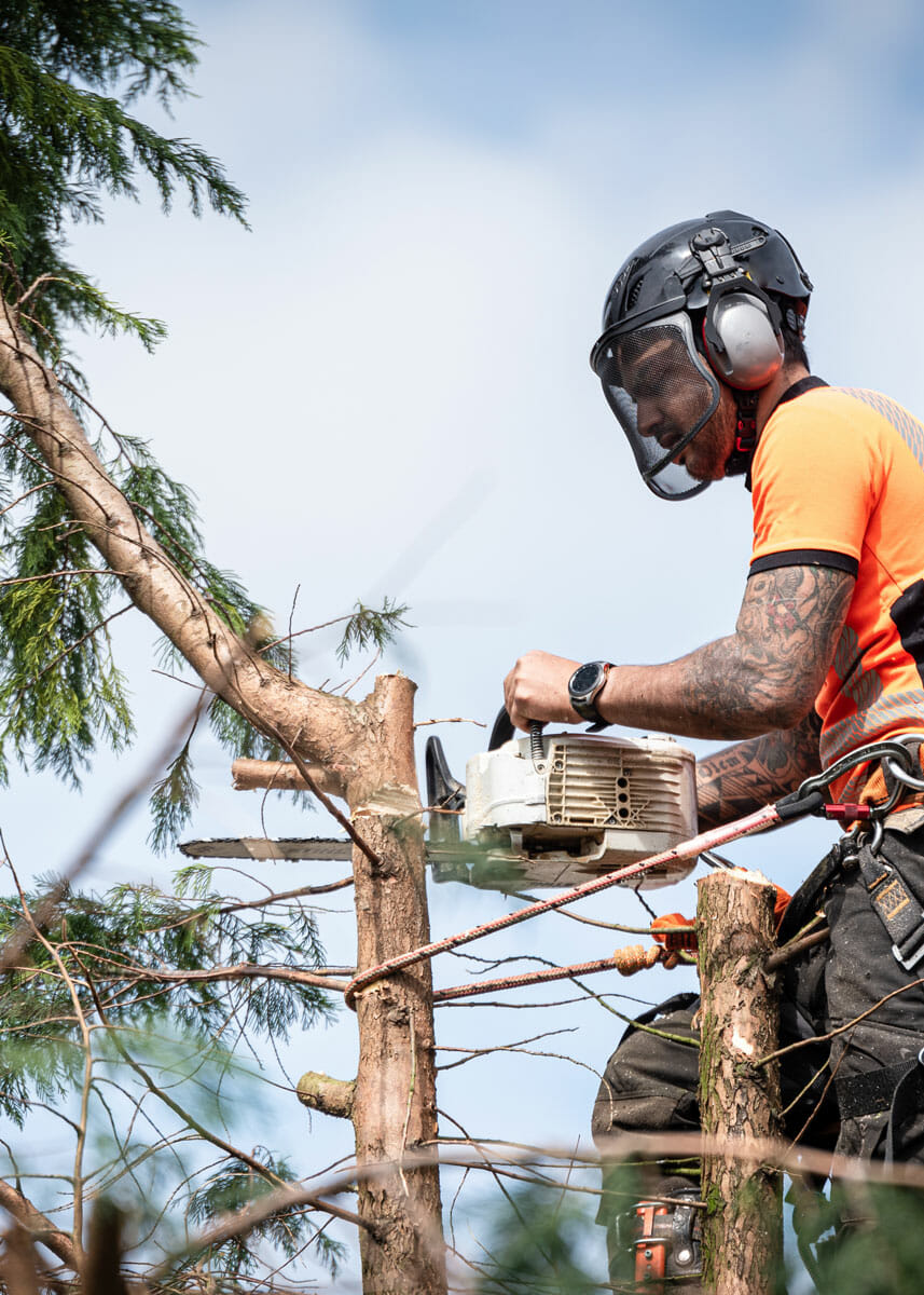 Tree professional cuts down tree for removal