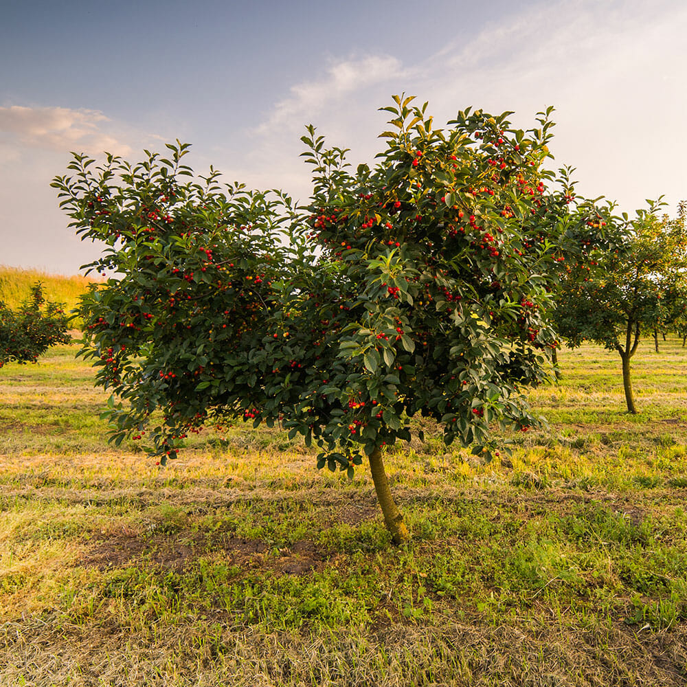 Cherry tree grows healthy in washington | Pacific Arboriculture