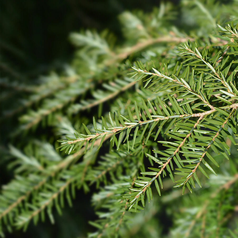 Hemlock tree branch in washington | Seattle Tree Care