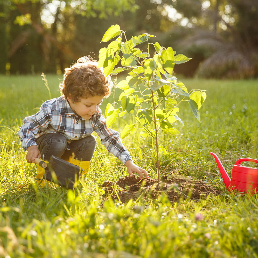 small boy plants tree in washington | Pacific Arboriculture