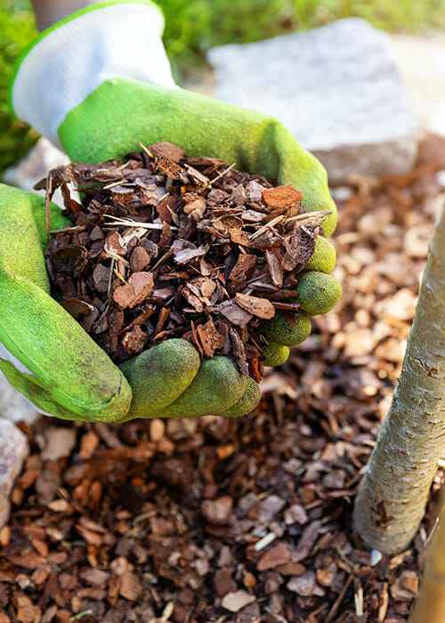 gloves holding woodchips