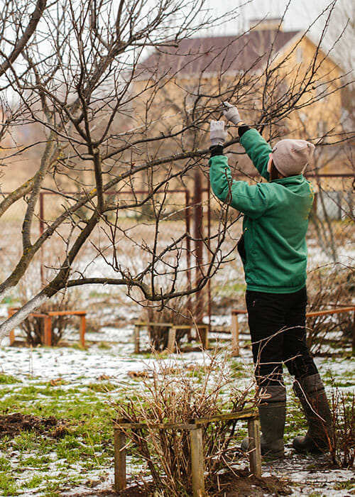 Person prunes tree branches in winter | Pacific Arboriculture