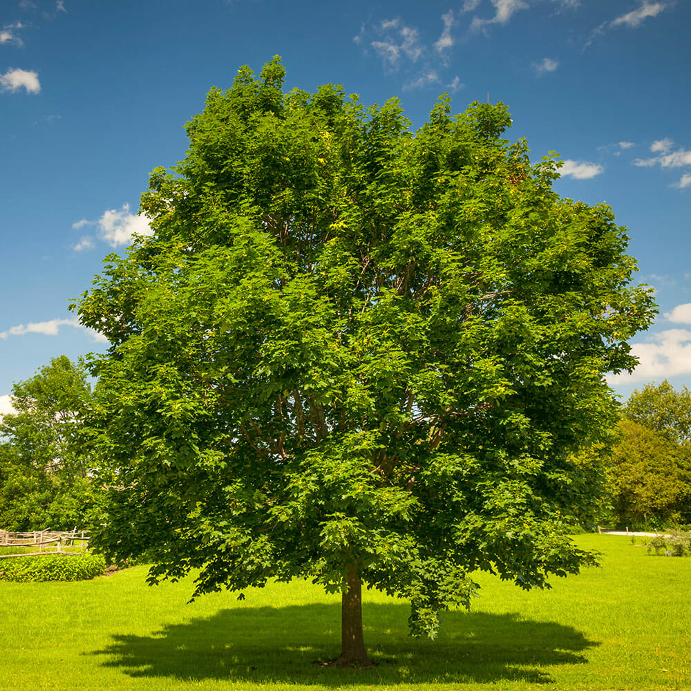 Maple tree growing tall in Seattle field | Pacific Arboriculture