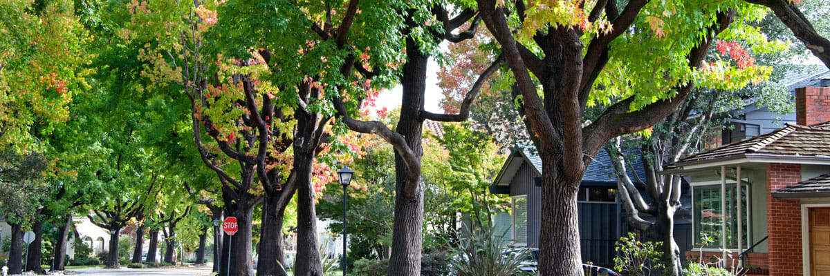 Large trees line the road in seattle | Pacific Arboriculture