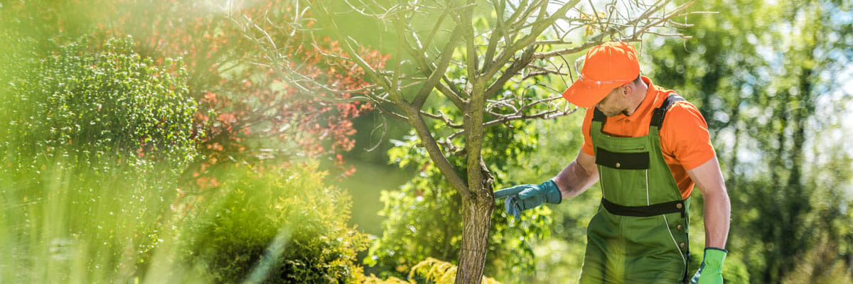 Professional arborist inspects washington trees | Pacific Arboriculture