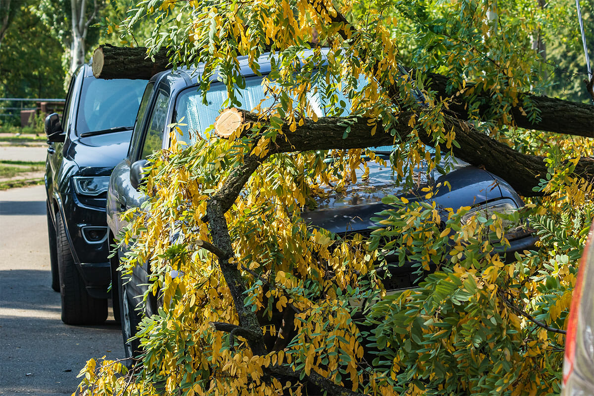 Fallen tree on top of car shows the dangers of improper tree care