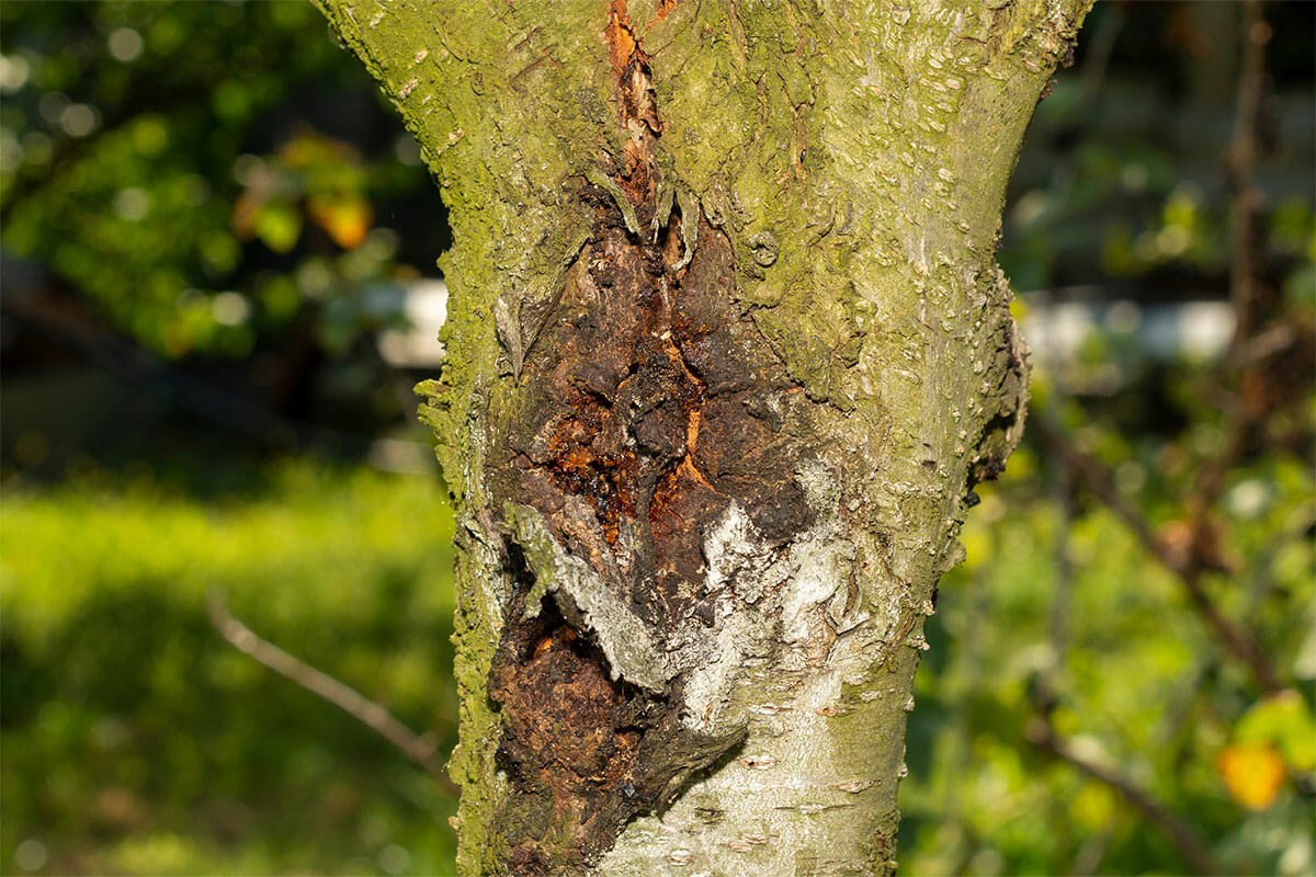 Large tree trunk with damage and rot