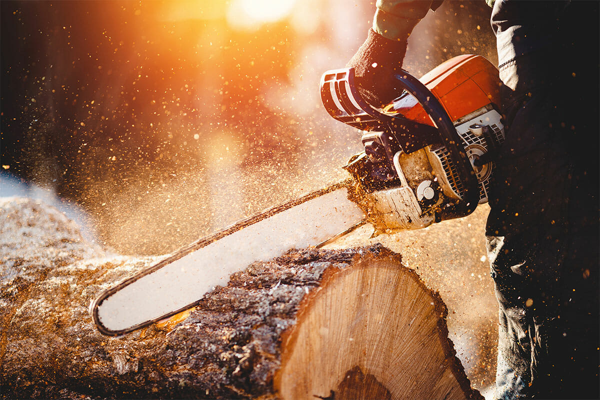 tree care professional uses chainsaw to cut large tree trunk