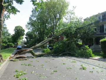 Storm Damaged Downed Tree Falls on Property and Blocks Road - Professional Emergency Tree Removal Services from our certified arborists near Seattle, WA