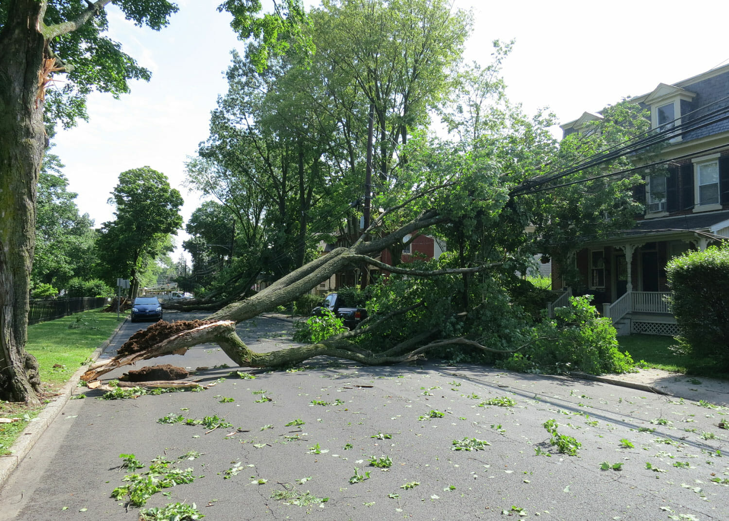 Storm Damaged Downed Tree Falls on Property and Blocks Road - Professional Emergency Tree Removal Services from our certified arborists near Seattle, WA