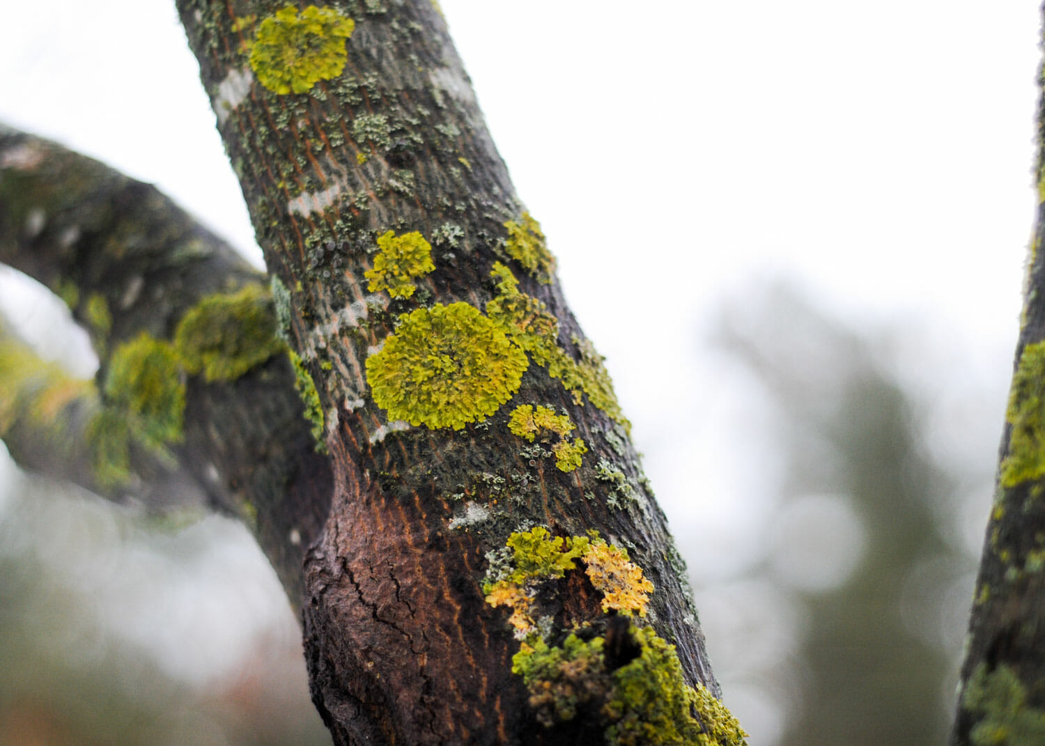 Tree trunk with disease spots indicates need of preventative tree care