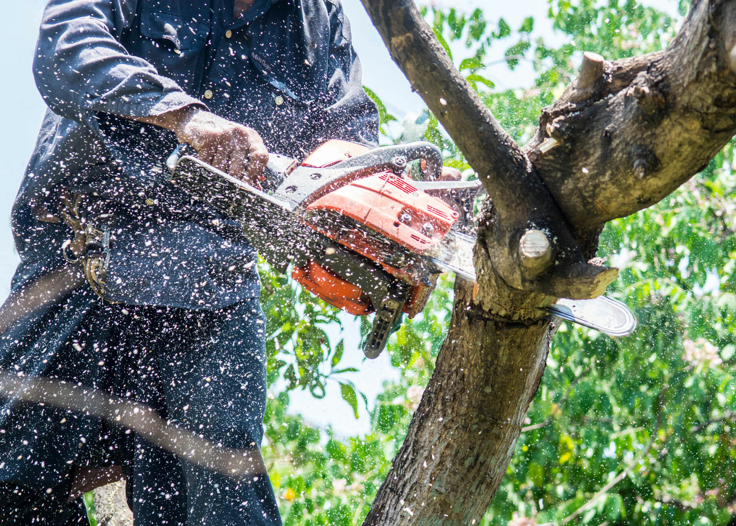 Preventative Tree Care Services - Emergency Tree Trimming with a chainsaw by a Seattle tree professional at Pacific Arboriculture