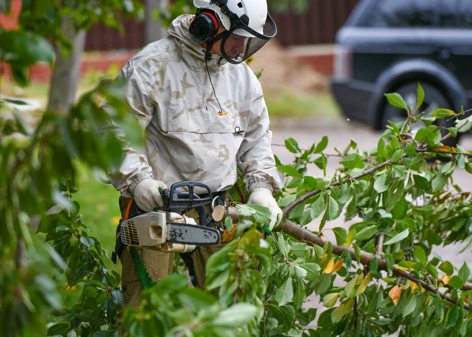 Seattle Arborist Trims Tree Branches with Chainsaw for Preventative Care Services in the Puget Sound Region