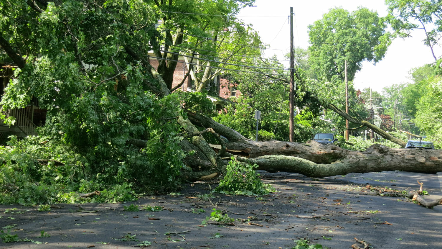 Emergency Storm Damaged Tree Removal - Downed tree caused by storm is removed by our tree removal professionals in Seattle Washington