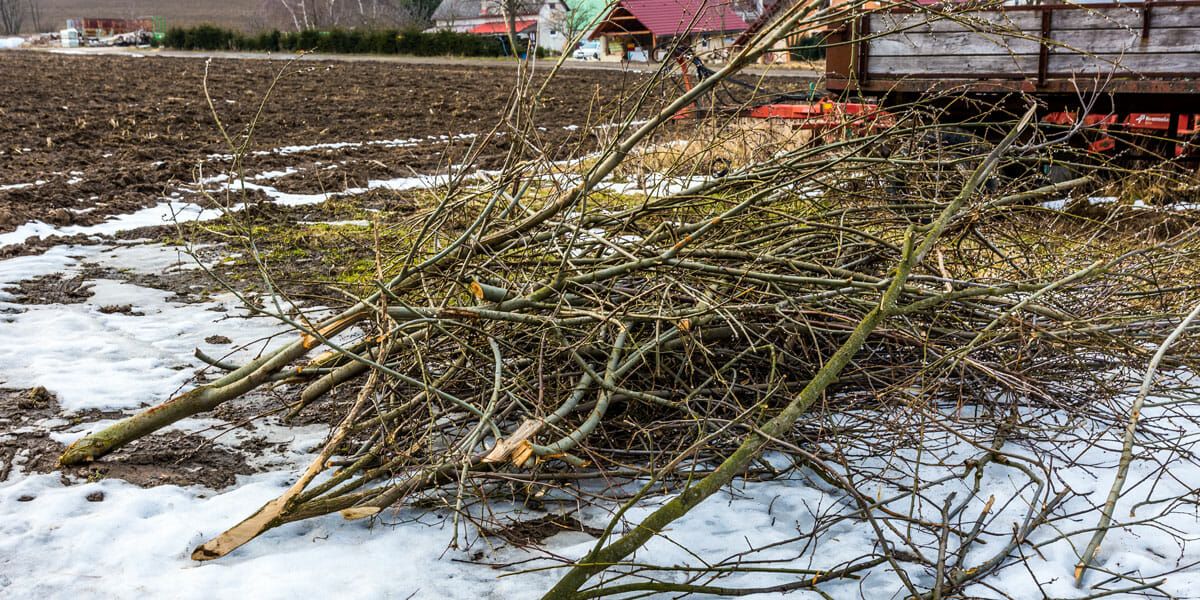 Tree Limbs resting on winter snow - winter tree care tips