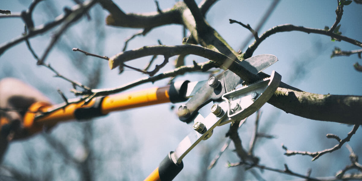 Trimming Trees In Winter with Limb cutter