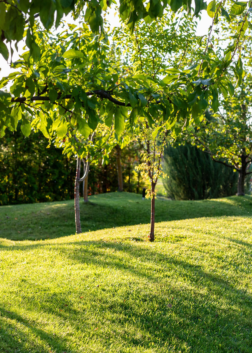 Fruit trees planted in Washington state on a lawn of green grass