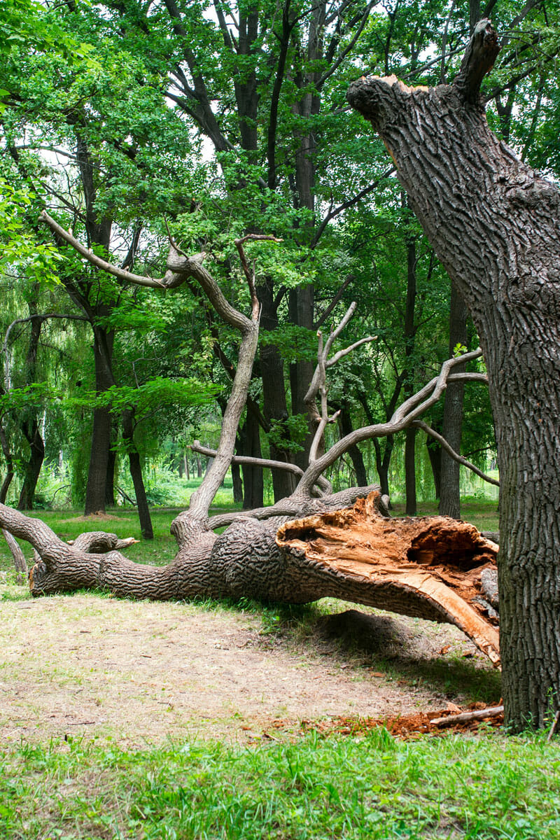 Storm damaged tree lays fallen in a forest