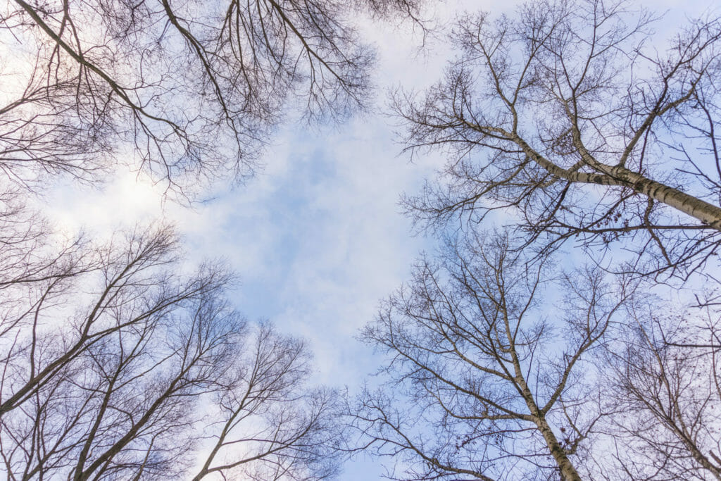 Dormant trees against blue sky and clouds