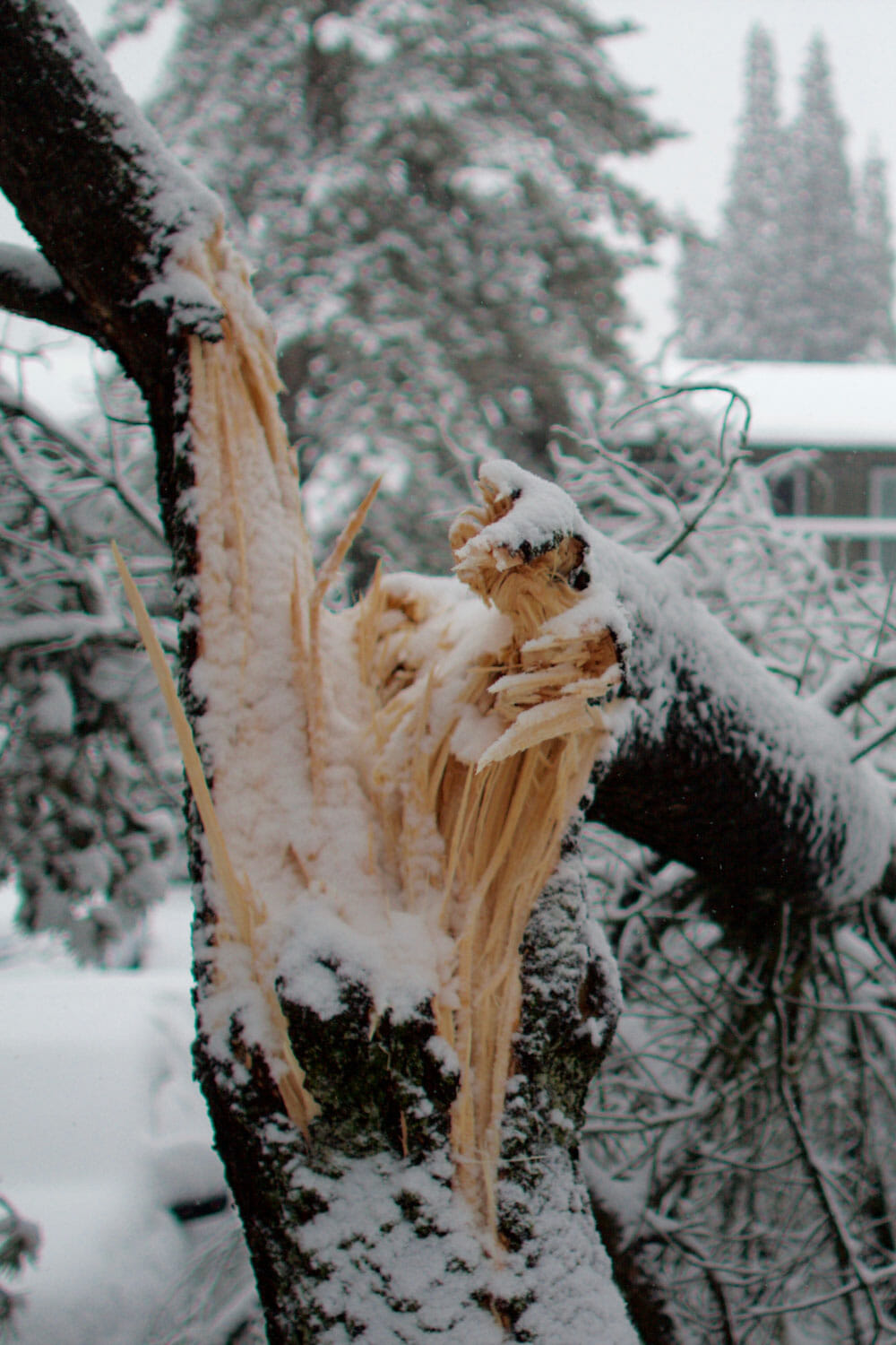 dead tree with broken branches needs tree service from pacific arboriculture