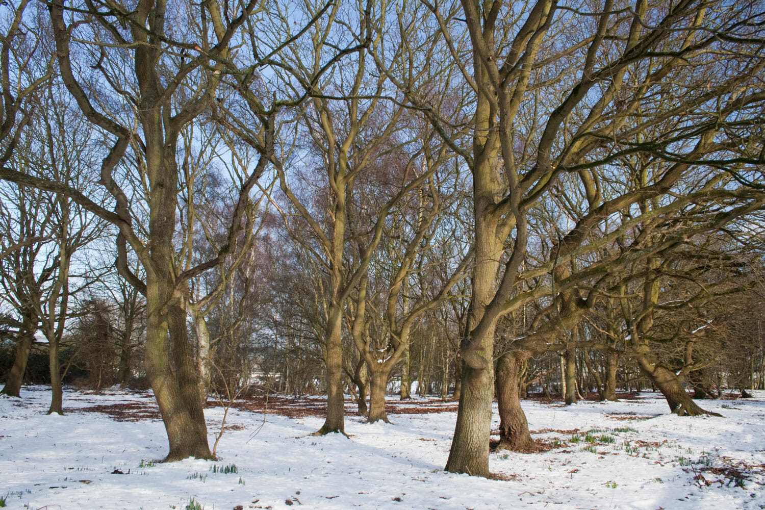 Dormant trees stand in forest during winter