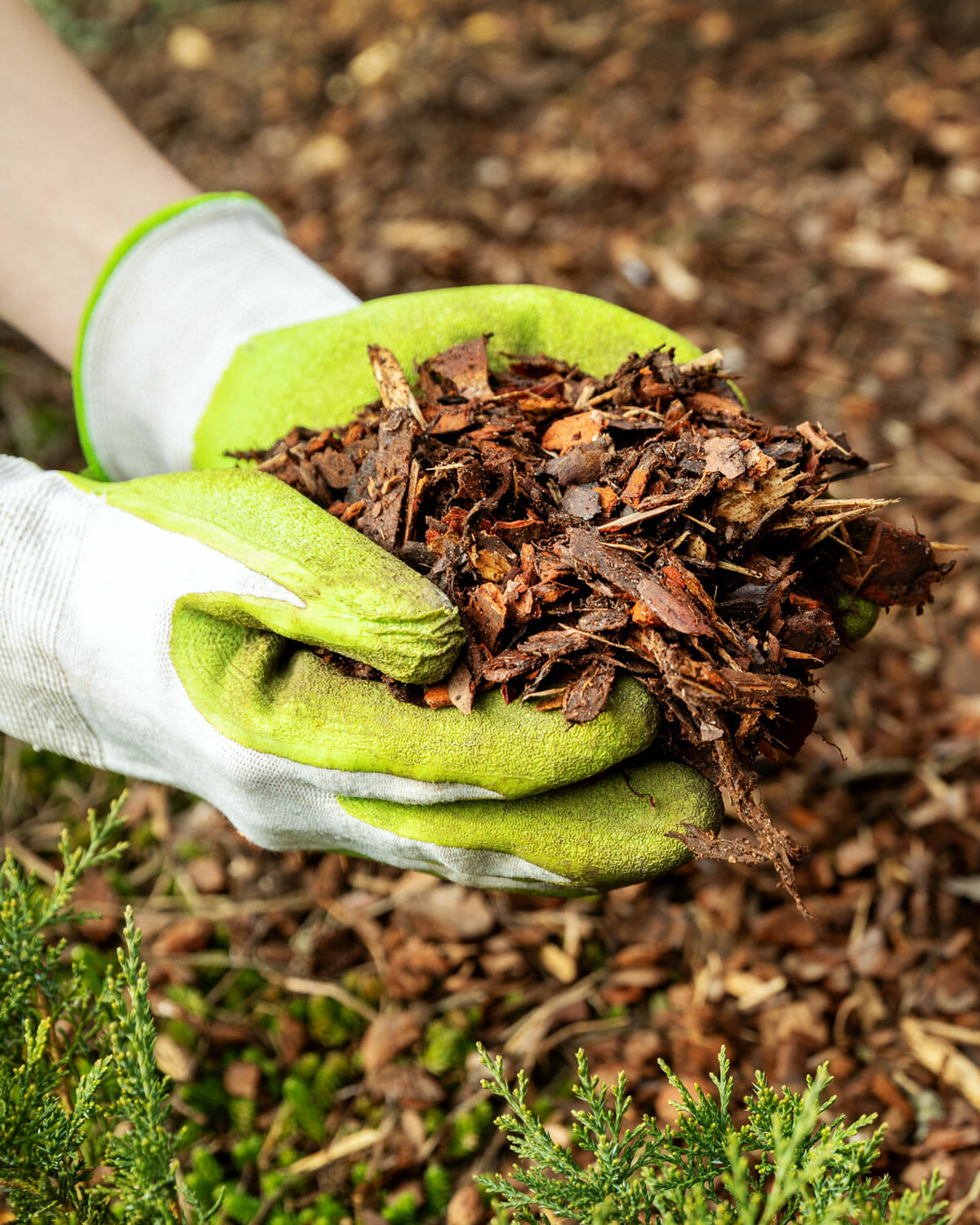 Hands with gloves hold Pacific Arboriculture wood chips