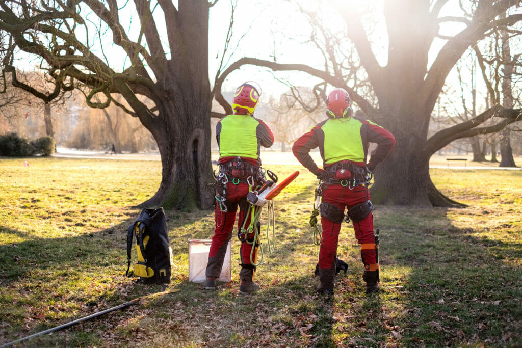 two arborists observe large washington trees