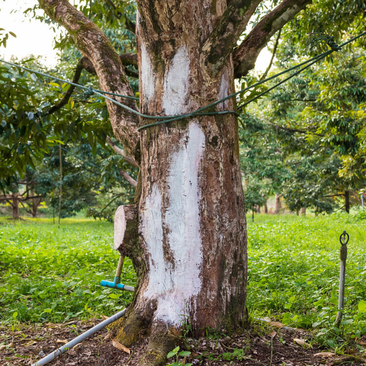 Diseased tree in need of tree removal by Seattle tree company