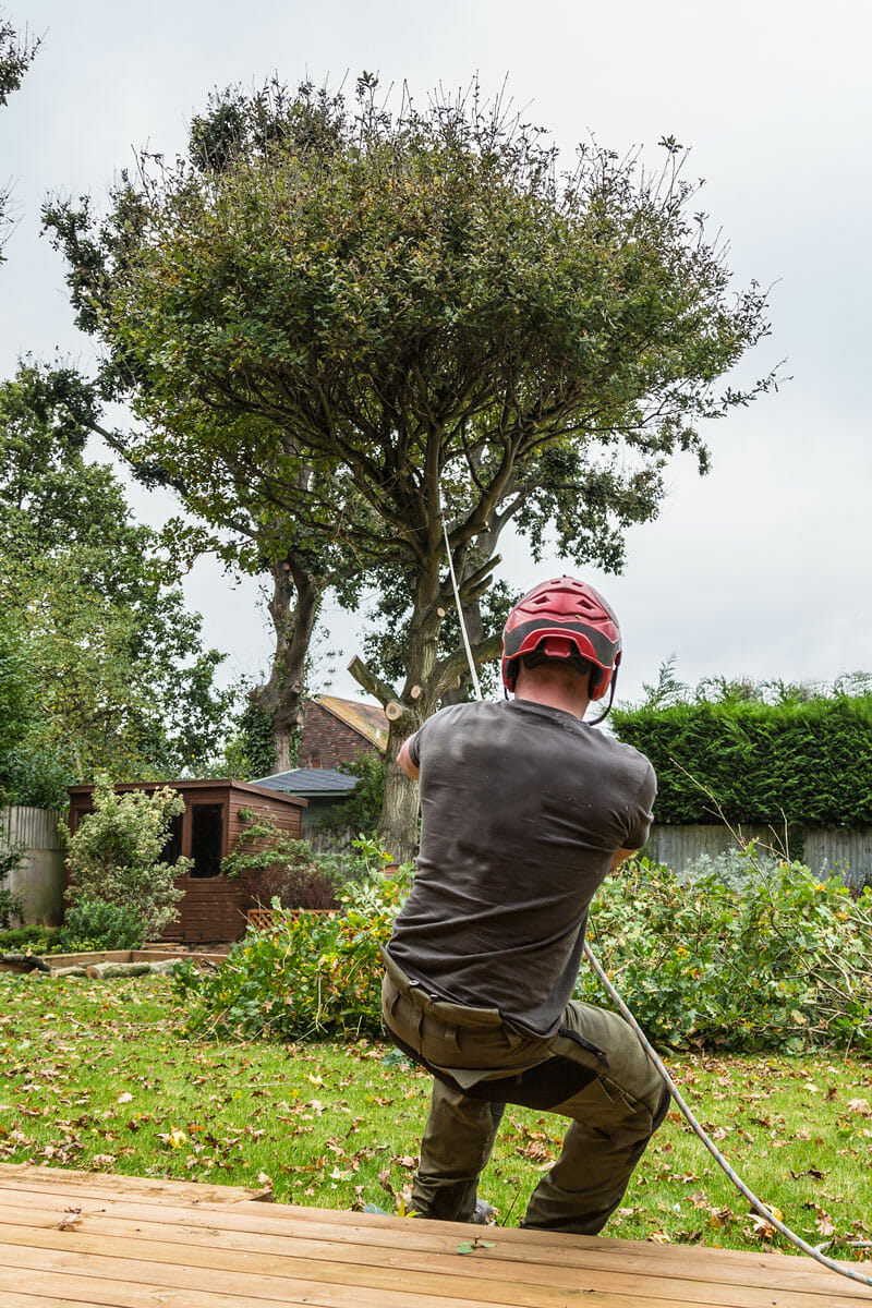 arborist cares for trees near seattle