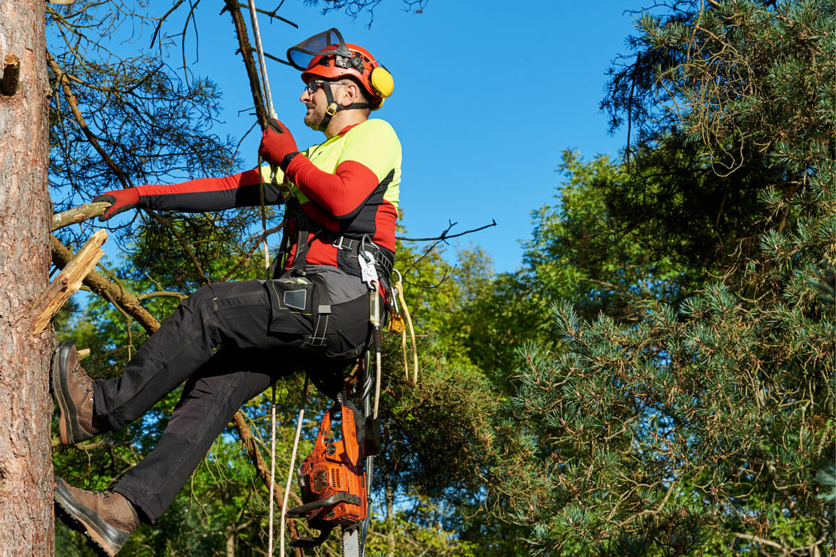 Arborist scales tall tree for aborist report service