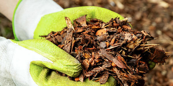 Gloved hands holding wood chips