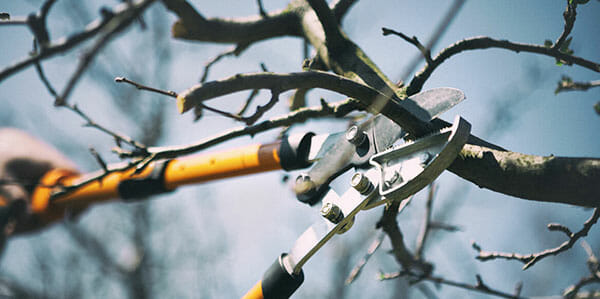 garden shears prune tree branch