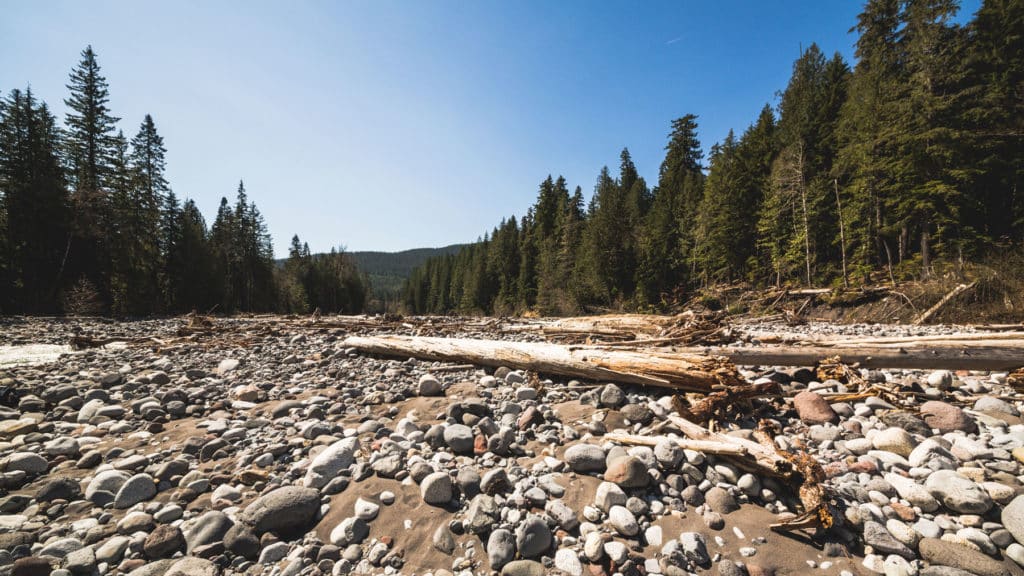 washington trees surrounding rock bed during el nino year