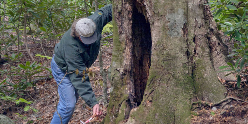 arborist near seattle does tree healthcare assessment on residential property