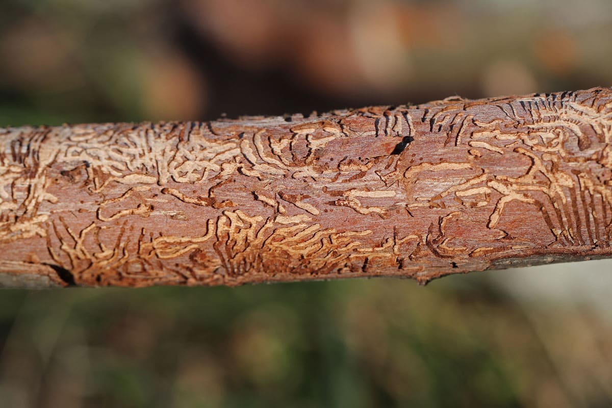 tree branch with dutch elm disease