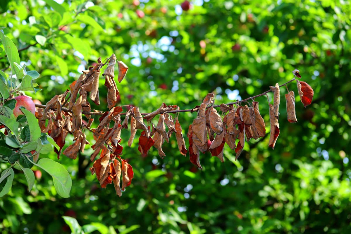 tree branch with fire blight disease