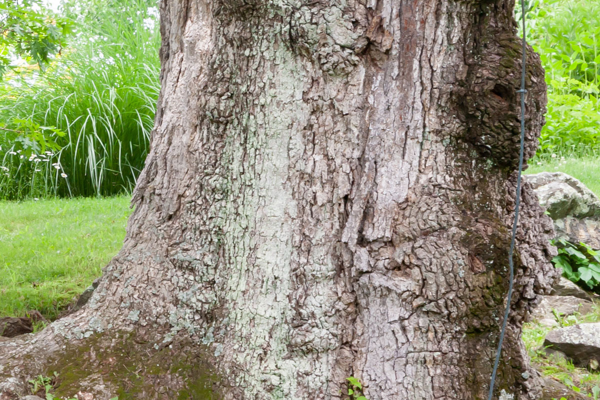 Protect your home from lightning strikes that can cause permanent damage to large trees and your property