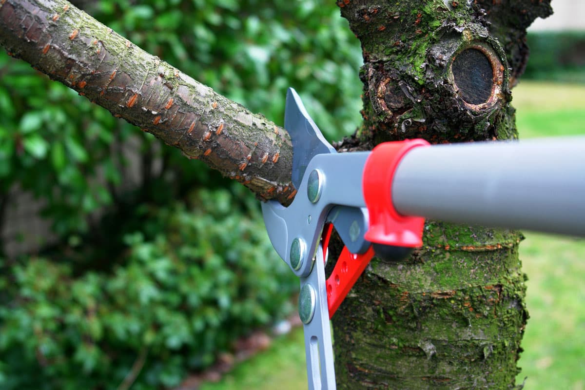 Regular tree pruning - Preventative Tree Care and Maintenance Services