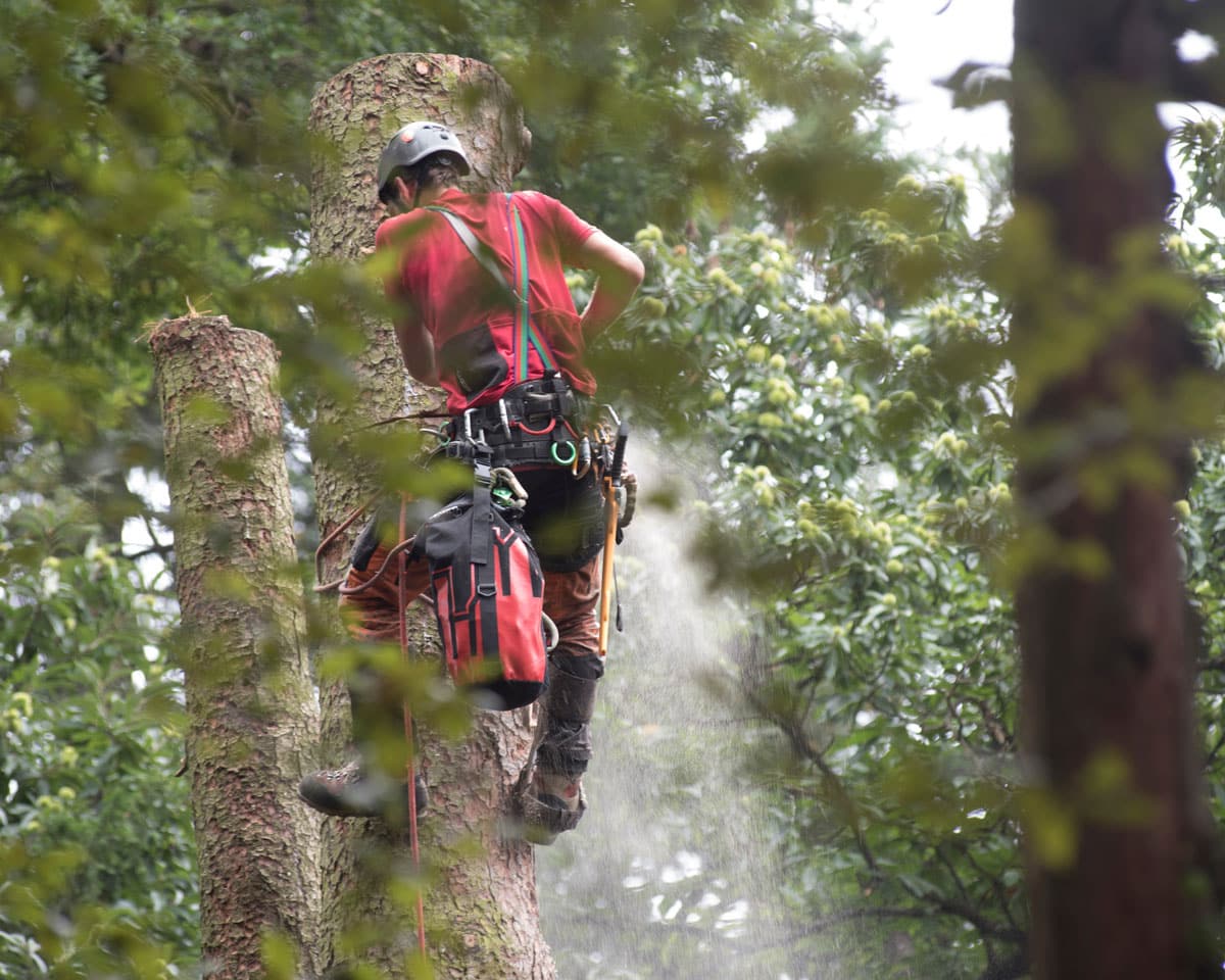 arborist in evergreen tree does tree pruning service in Puget Sound region Washington near Seattle