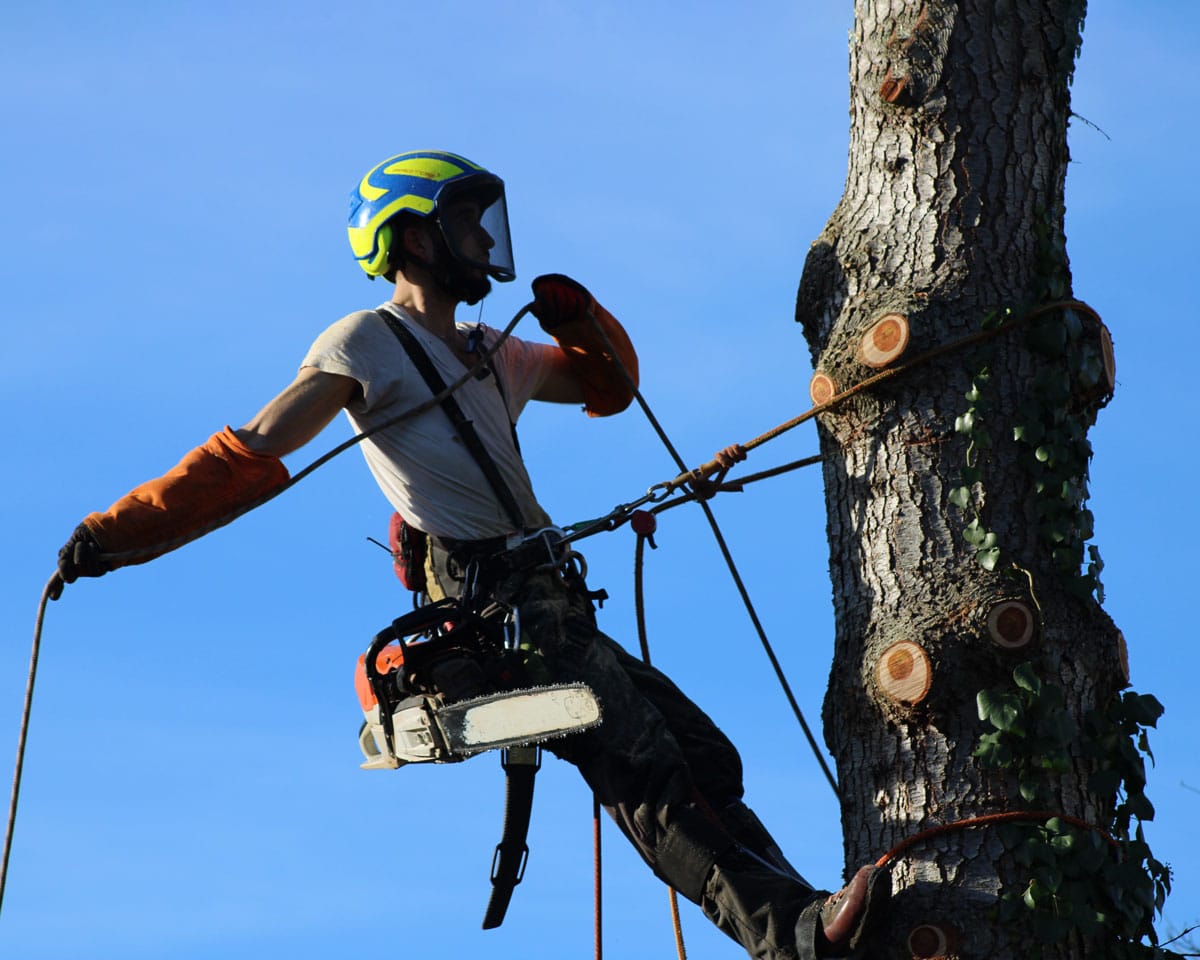 Skilled arborist hangs in tree to do professional tree trimming service in Puget Sound Washington state near Seattle, WA