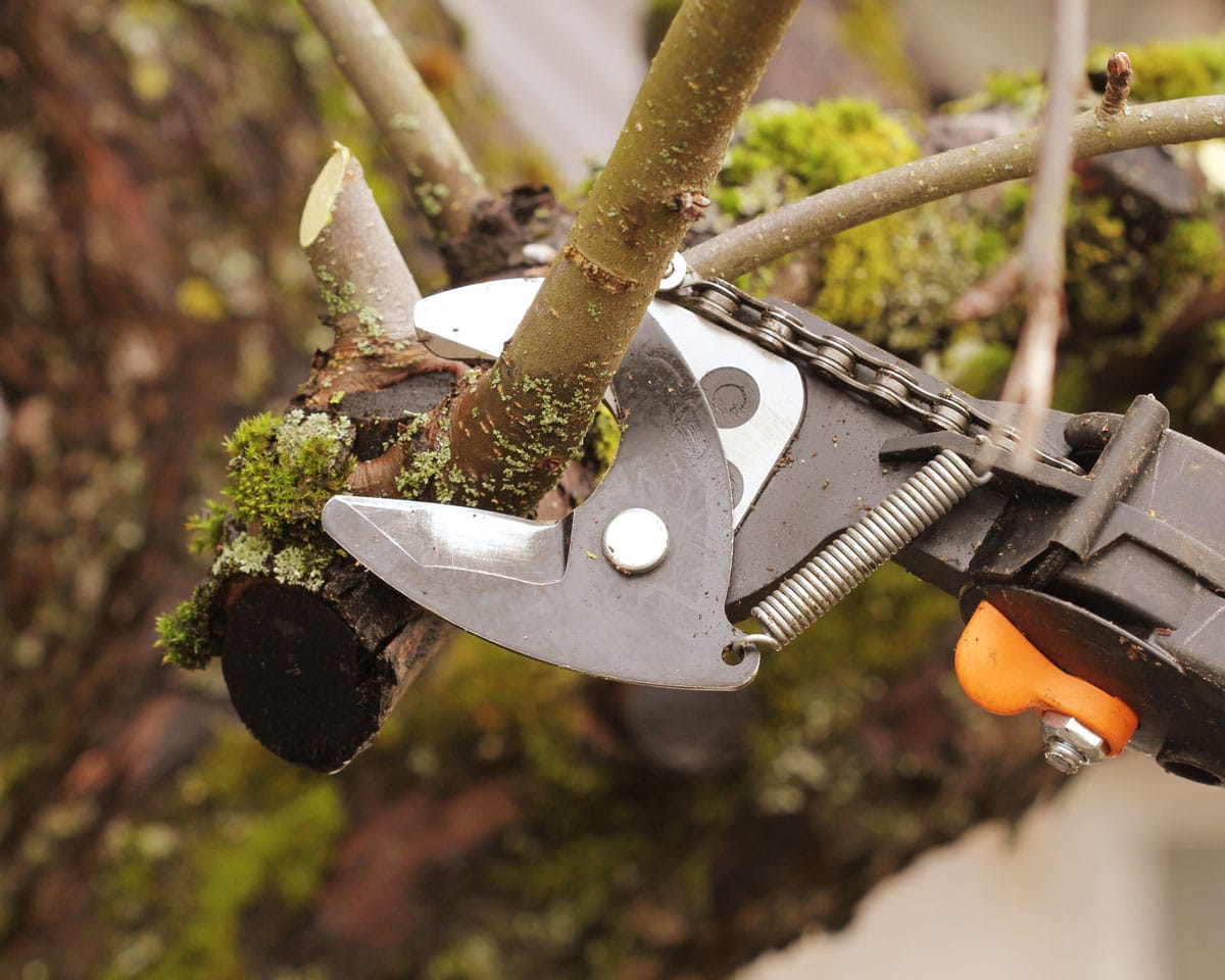 tree branch trimmer cutting tree limbs