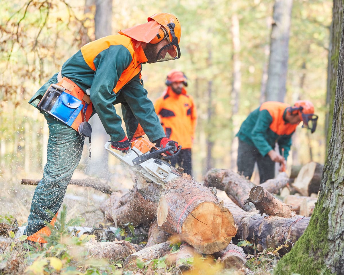 professional tree trimmers use a chainsaw to prune trees