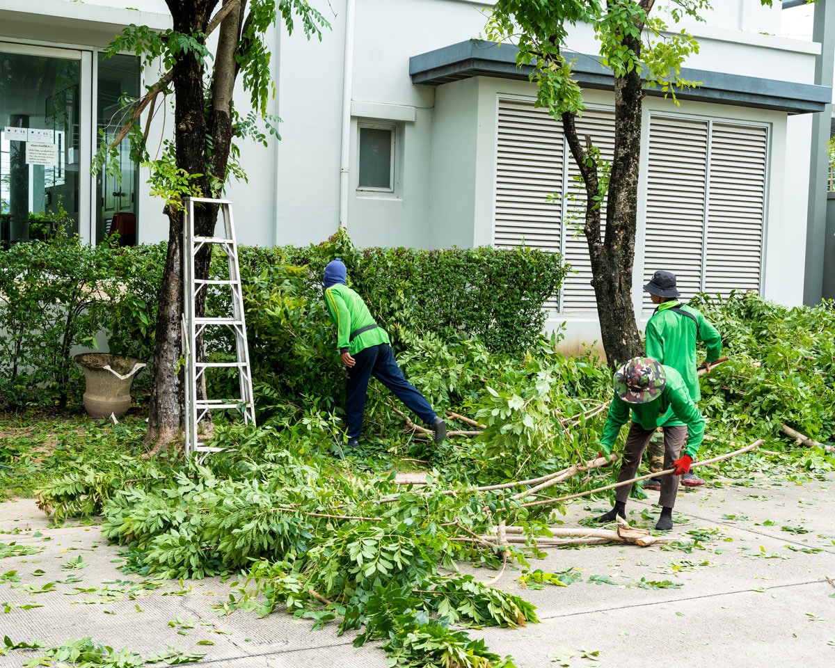 Tree trimming crew pruning trees in Washington outside residential home near Seattle